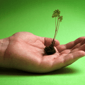 Hand with plant growing in it