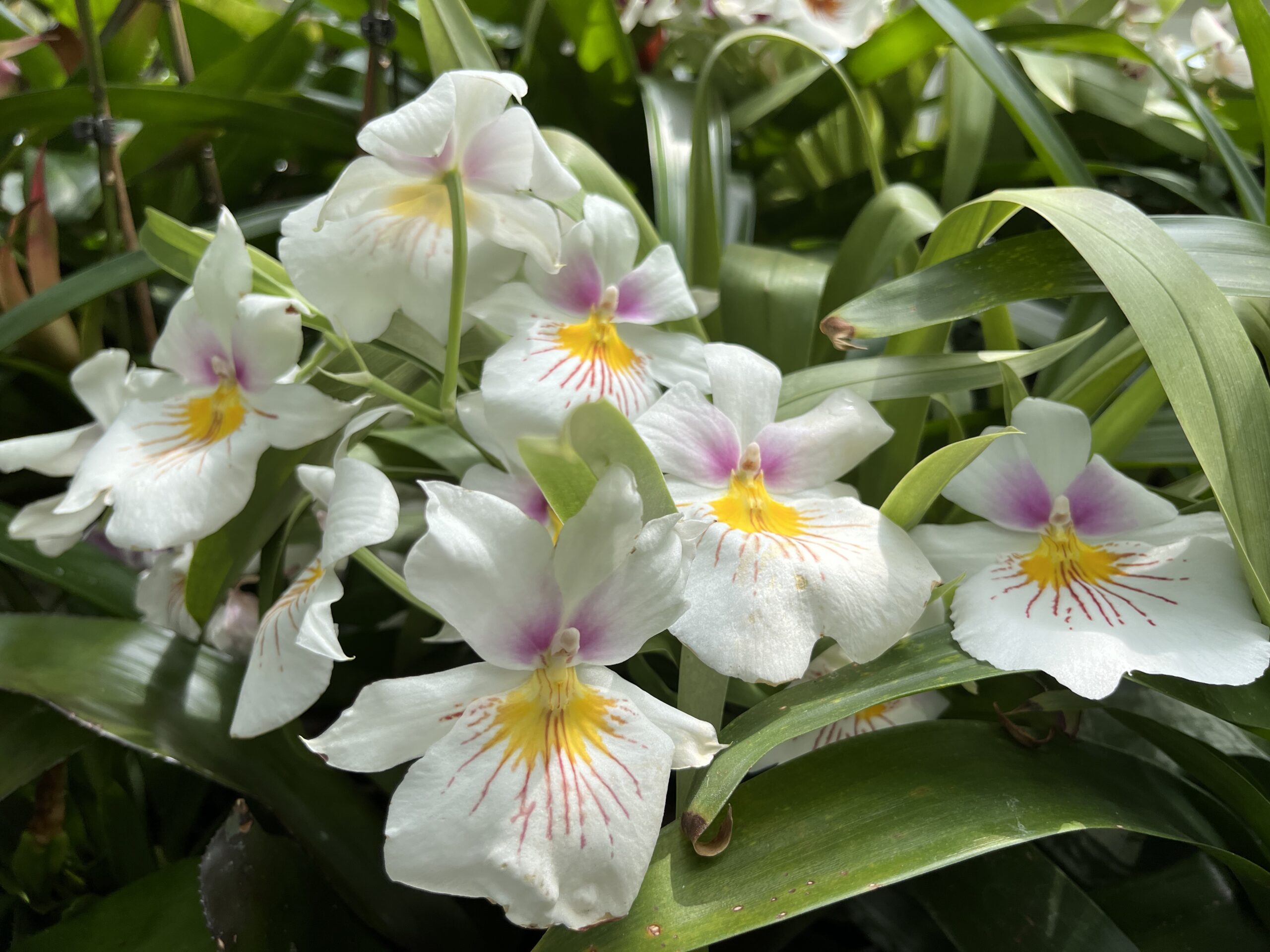 Flowers in a garden
